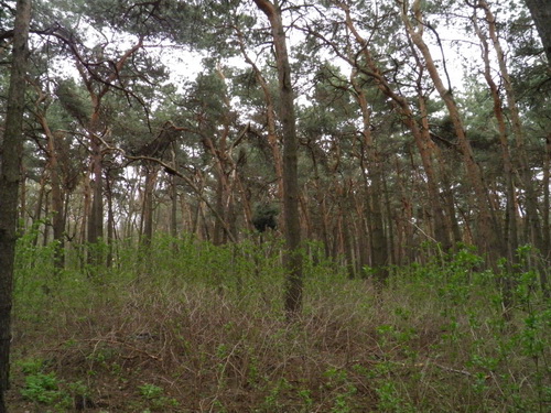  P4210083.JPG 