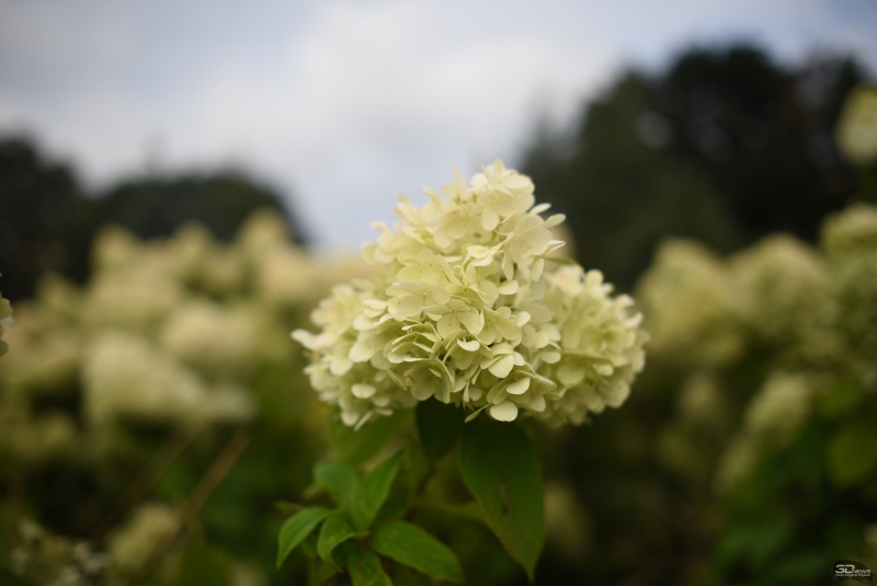  f/2, 1/2000, ISO 100 