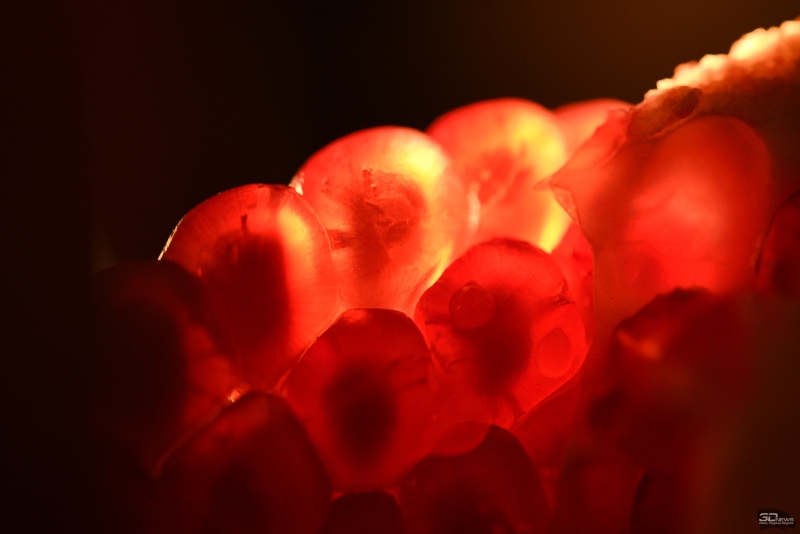  f/4,5, 1/100, ISO 1250 