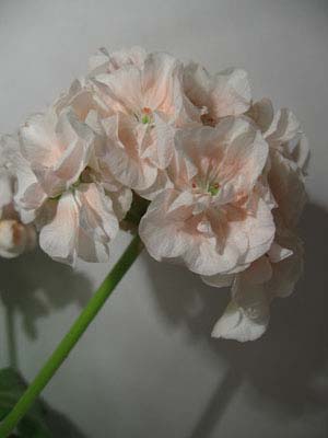  Canon PowerShot A520 