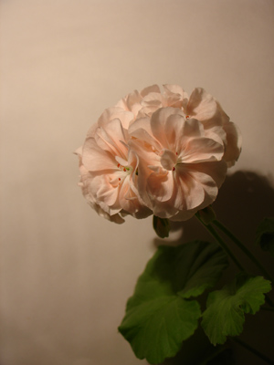  SONY DSC-V3 