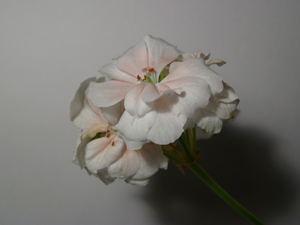  Panasonic Lumix DMC-FZ10 