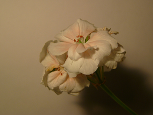  Panasonic Lumix DMC-FZ10 