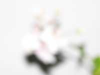  Canon PowerShot Pro 1 