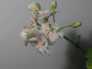  Canon PowerShot Pro 1 