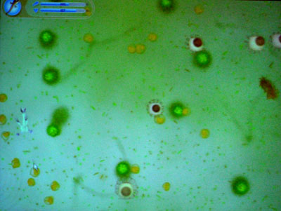  The Spore 