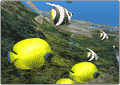  Diver: Deep Water Adventures 